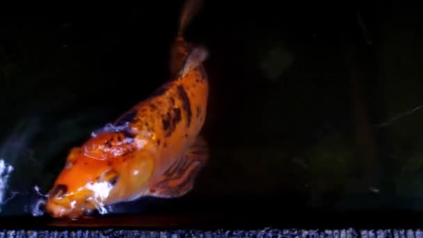Blick Von Oben Auf Schöne Bunte Fische Wasser — Stockvideo