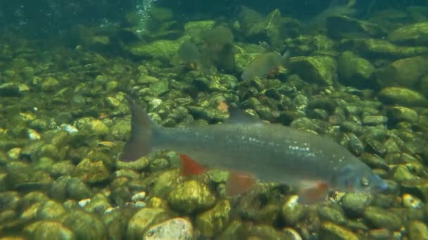 Filmación submarina de peces nadadores en el lago. — Vídeos de Stock