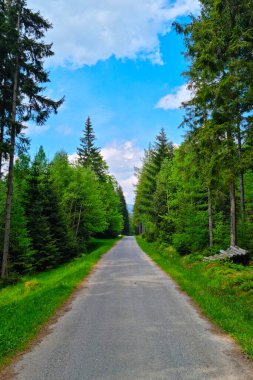 Yürümek için çok güzel bir orman yolu.