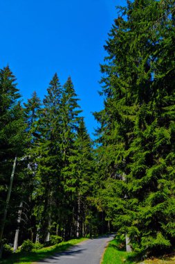 Mavi gökyüzüne karşı dağlarda güzel orman yolu