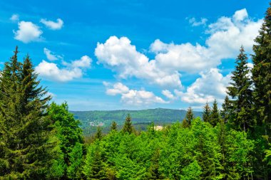 Ağaçların tepeleri masmavi gökyüzüne karşı