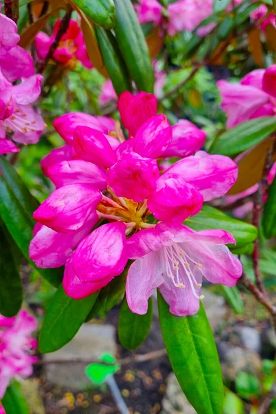 Veduta Del Rododendro Fiorito Giardino Primavera — Foto Stock