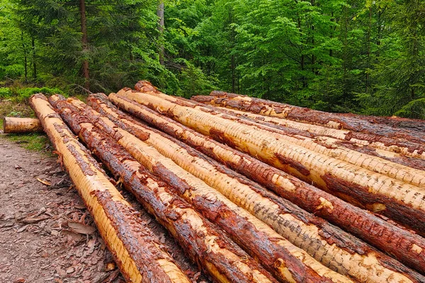 Troncos Árboles Talados Yacen Suelo Deforestación — Foto de Stock