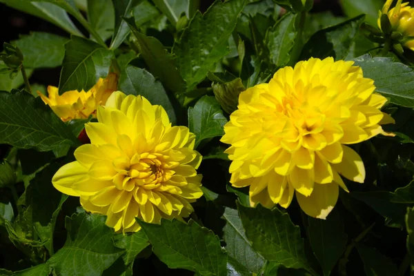 庭の黄色の開花ダリア 選択的な焦点 — ストック写真