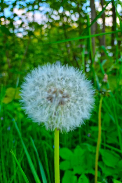 緑の草に花のタンポポを咲かせます — ストック写真
