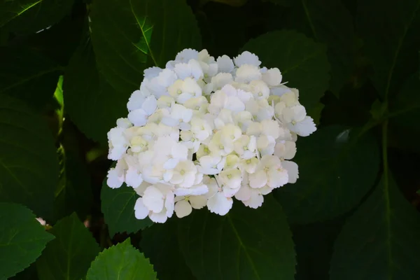 Virágzó Fehér Hydrangea Egy Parkban Vagy Kertben — Stock Fotó