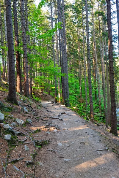 在森林里散步的风景小径 — 图库照片