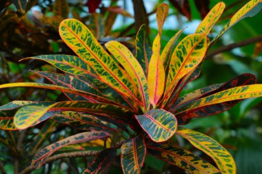 Renkli croton yapraklarının güzel manzarası, arka plan