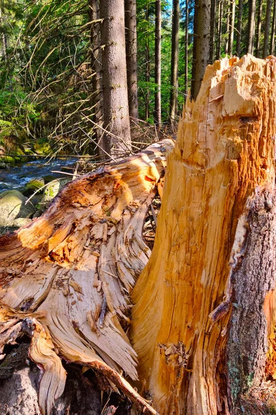 Fırtına Sırasında Kırık Bir Ağacın Yakın Çekimi — Stok fotoğraf