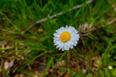 Parkta yeşil çimenlerin arka planında çiçek açan beyaz papatya çayı.