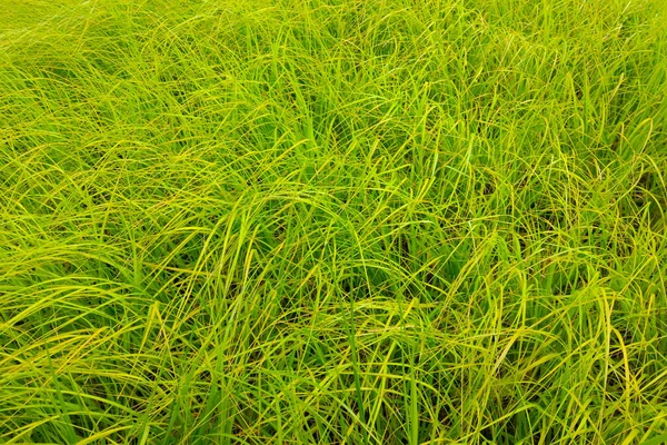 Текстура Молодой Зеленой Травы Фон — стоковое фото