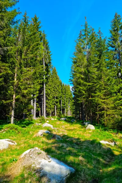 Pittoresk Uitzicht Het Jonge Groene Bos Een Zonnige Dag — Stockfoto