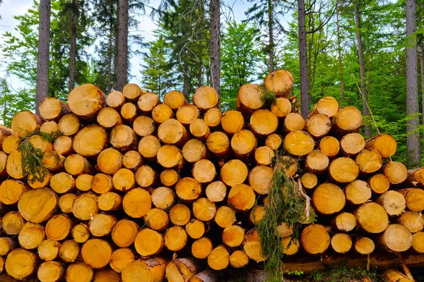 Troncos Árboles Talados Deforestación Destrucción Naturaleza — Foto de Stock