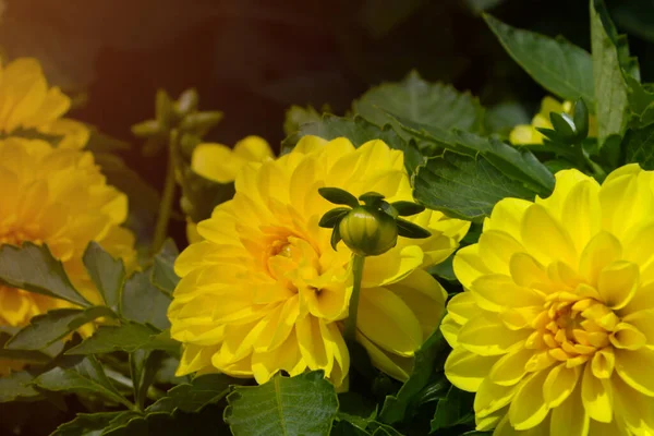 Dahlias Fleurs Jaunes Dans Jardin Automne — Photo