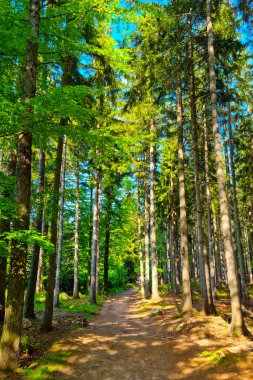 Ormanda yürüyüş için pitoresk bir yol