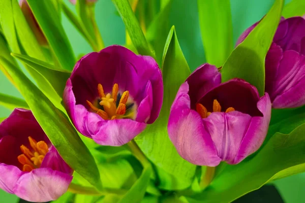 Floraison Tulipes Violettes Dans Bouquet Félicitations Pour Les Vacances — Photo