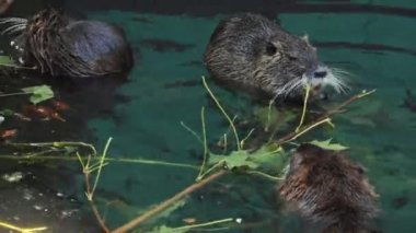 Nutria 'ya yakın çekim. Ağaç dallarını yiyorlar.