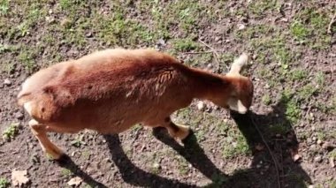 Parkta koyun yiyen birinin yukarıdan görünüşü