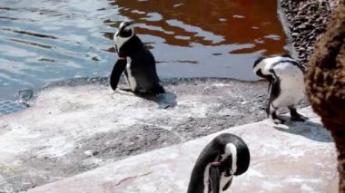 Suyun kıyısında penguenler vardır ve yıkanırlar.