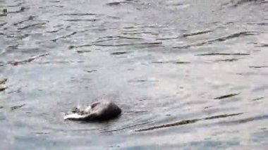 Suda yüzen bir penguene yakın çekim