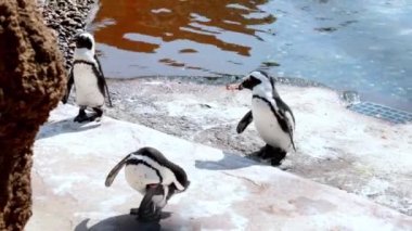 Penguenler kıyıda duruyor ve tüylerini temizliyorlar.