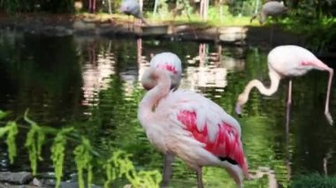 Suyun kıyısında pembe bir flamingo duruyor ve tüyleri temizliyor.