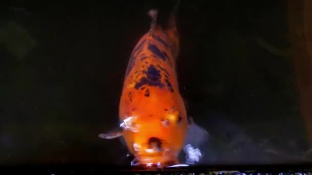 水の中の美しいオレンジ色の魚の水泳 クローズアップ — ストック動画