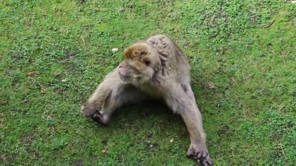 Monkey Sits Grass Looks — Stock Video