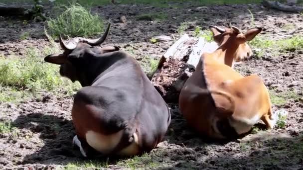 Die Kuh Liegt Auf Dem Boden Kaut Und Wedelt Mit — Stockvideo