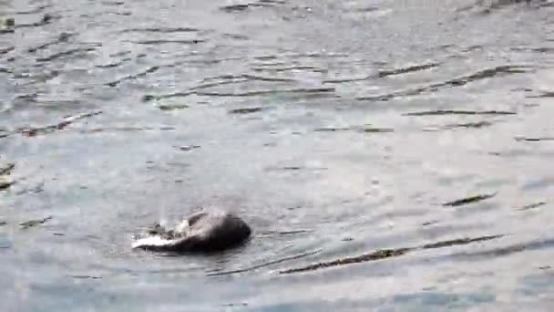 水面に浮かぶペンギンの接近 — ストック動画
