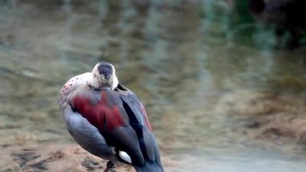 Brzegu Wody Znajduje Się Ptak Ukryła Dziób Piórach Początek Zimnej — Wideo stockowe
