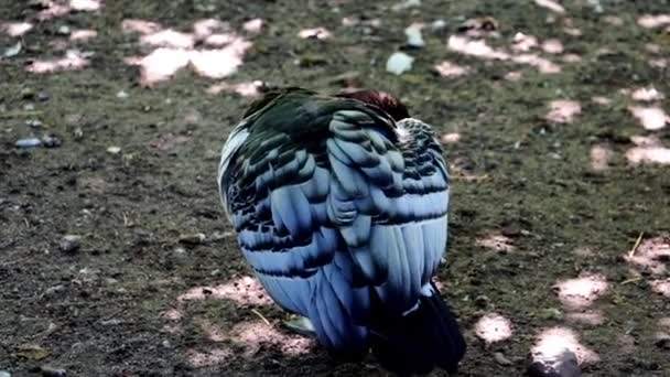 Gros Plan Oiseau Qui Nettoie Les Plumes — Video