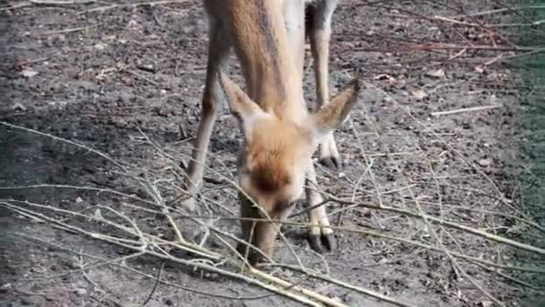 Close Deer Eats Tree Branches — Stock Video