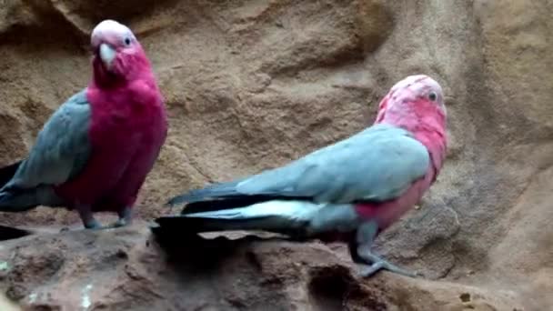 Zbliżenie Dwóch Pięknych Papug — Wideo stockowe