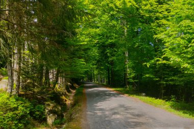 Açık havada resimli orman yolu.