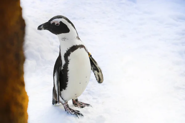 Nahaufnahme Des Pinguins Winter Schnee — Stockfoto