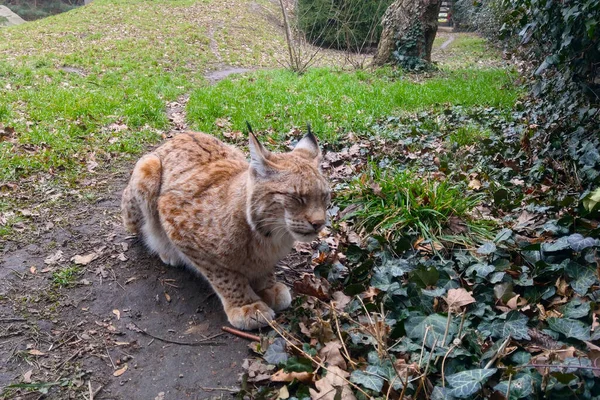 Close Lince Adormecido Floresta — Fotografia de Stock