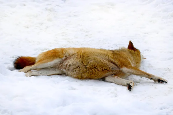 Lupo Sdraiato Nella Neve Lavare Animale Fauna Selvatica — Foto Stock