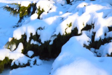 Dal güneşli bir kış gününde karın altında yendi.