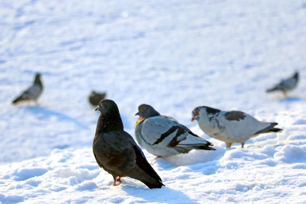 Pombos Neve Dia Ensolarado Inverno — Fotografia de Stock