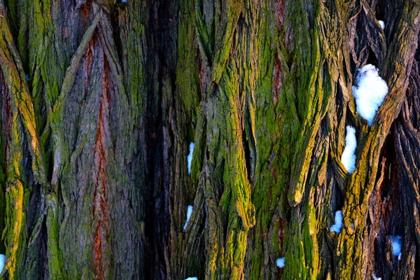 나무껍질의 질감을 클로즈업한 — 스톡 사진