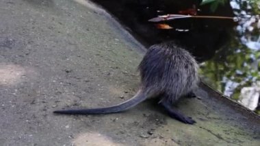 Bir su samuruna yakın çekim. Nutria suya giriyor. Vahşi doğa.