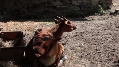 İnek gölgede yatıyor ve çiğniyor. Kuyruğunu sallar ve sinekleri uzaklaştırır.