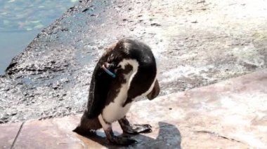 Güneşli bir günde bir penguenin yakın çekimi