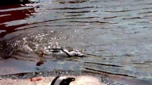 Dari Fokus Latar Belakang Kabur Seekor Penguin Berenang Dalam Air — Stok Video