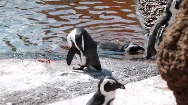 Oever Zijn Pinguïns Reinig Veren — Stockvideo