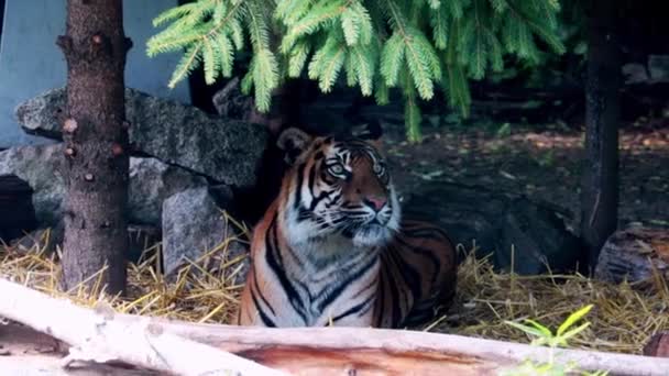 Κοντινό Πλάνο Μιας Όμορφης Τίγρης Στη Σκιά — Αρχείο Βίντεο