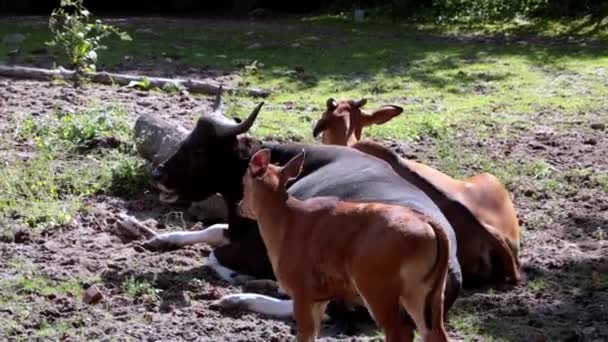 Взрослые Коровы Детеныши Парке — стоковое видео