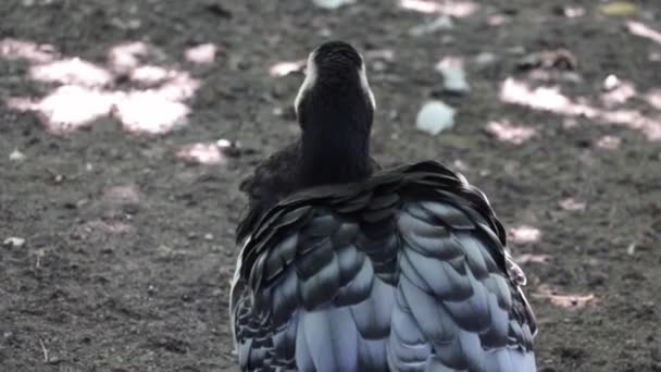 Een Wilde Eend Wappert Met Zijn Vleugels Schoonmaakveren — Stockvideo