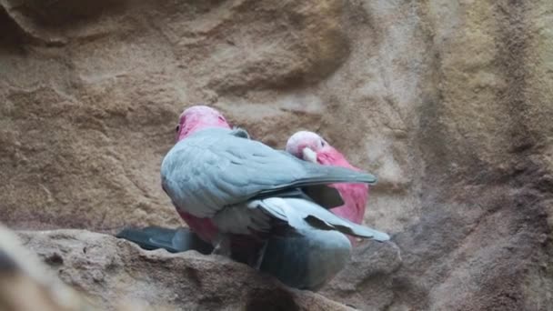 Belos Dois Papagaios Limpam Penas Outro — Vídeo de Stock
